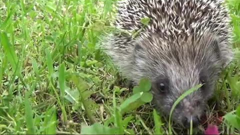 I need a hedgehug 🦔😍