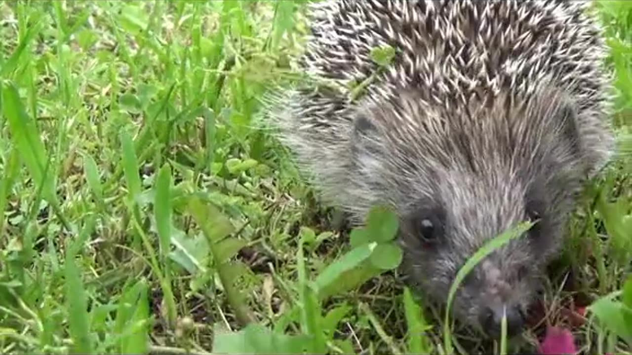 I need a hedgehug 🦔😍