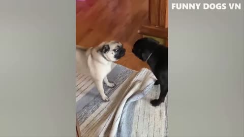 Funniest Animals Videos 2023 😍 Funniest Dogs And Cats 🐱🐶