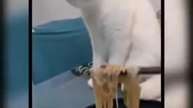 Baby Cats - Cute and Funny Cat Videos Compilation 🐱