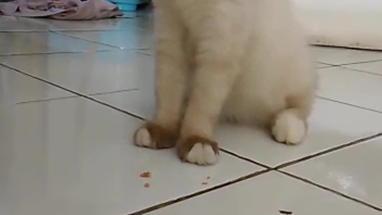 BEAUTIFUL CAT