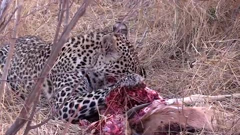 leopard devouring