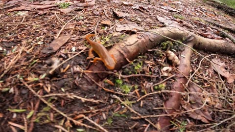 Eastern Newt