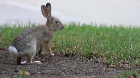 Squirrel Vs Bunny