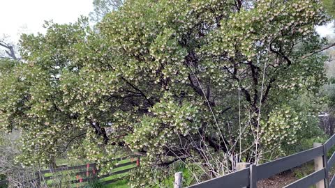 Colibris and Manzanita