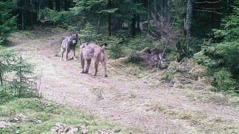 when the lynx attacks the wolf