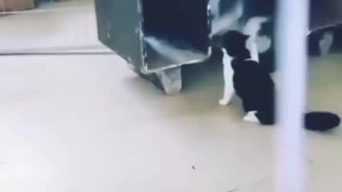 Cute cat vs lol dog