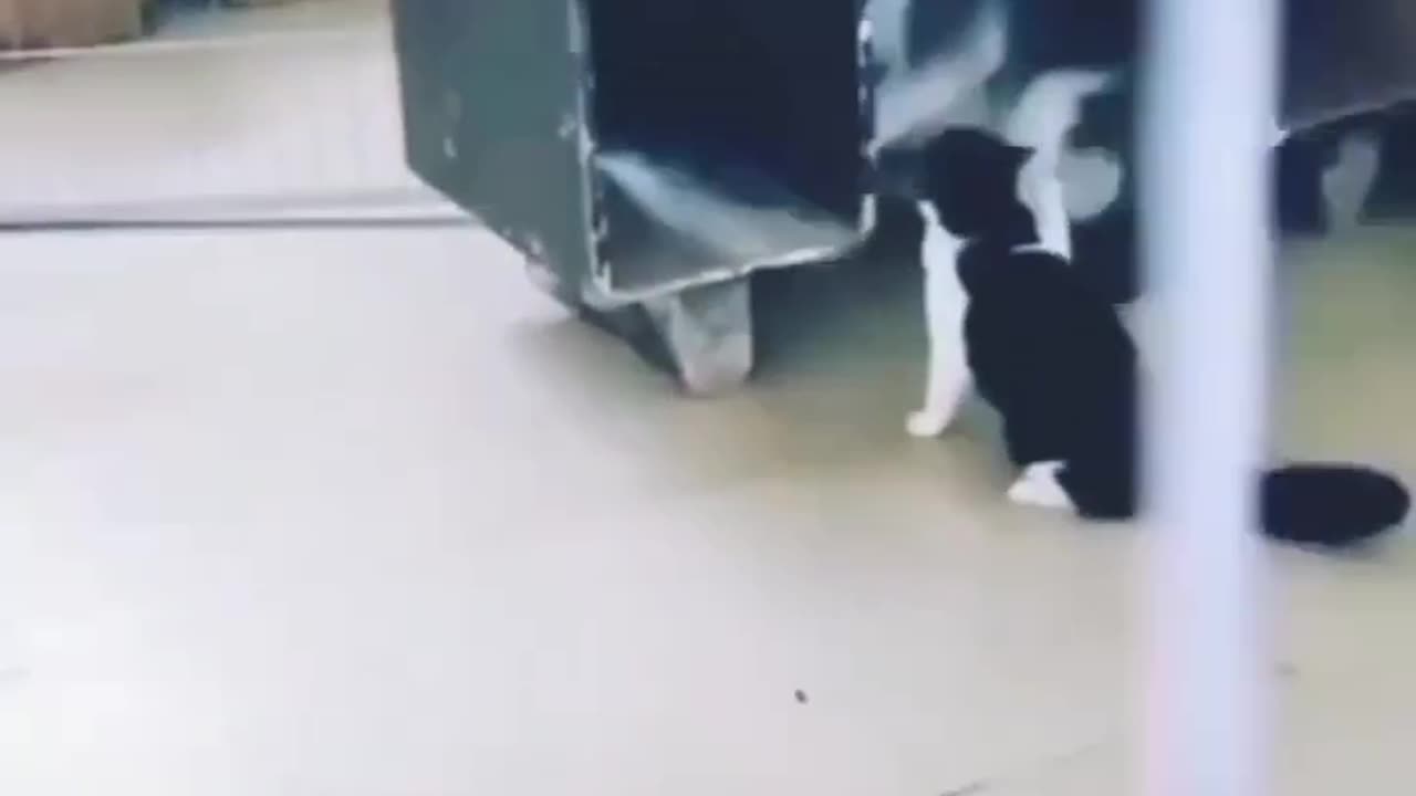 Cute cat vs lol dog