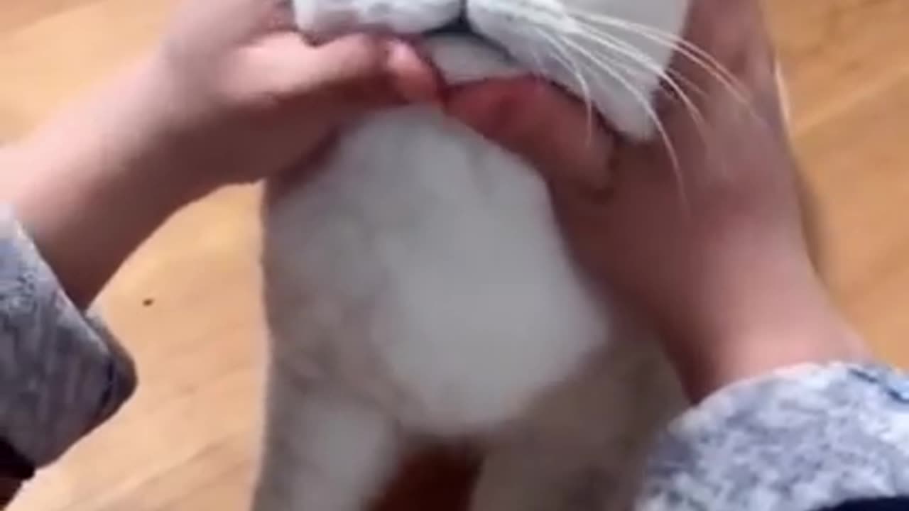 Cute Cat Funny Moment