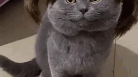 Female Cat Gif 💄