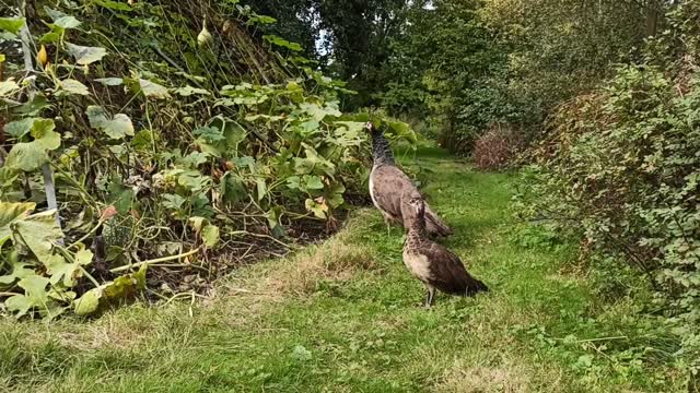 Pfauen-Mama ruft Baby-Pfau