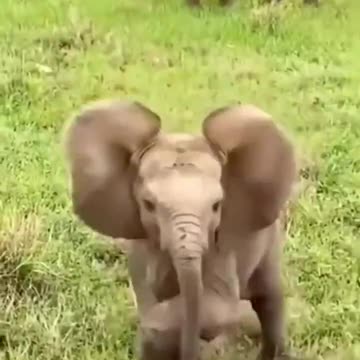 elephant funny videos