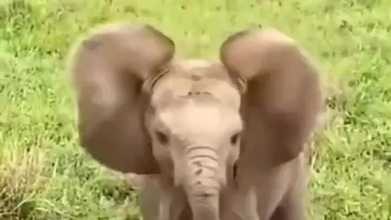 elephant funny videos