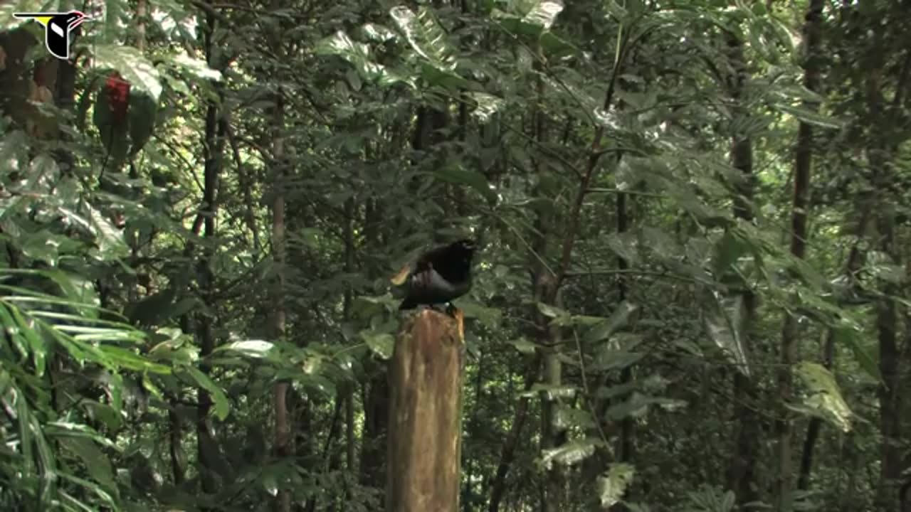 Victoria's Riflebird