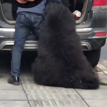 Man Tries To Put a Black Bear in the Back of His SUV