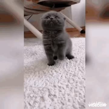 Cute Cat Gif
