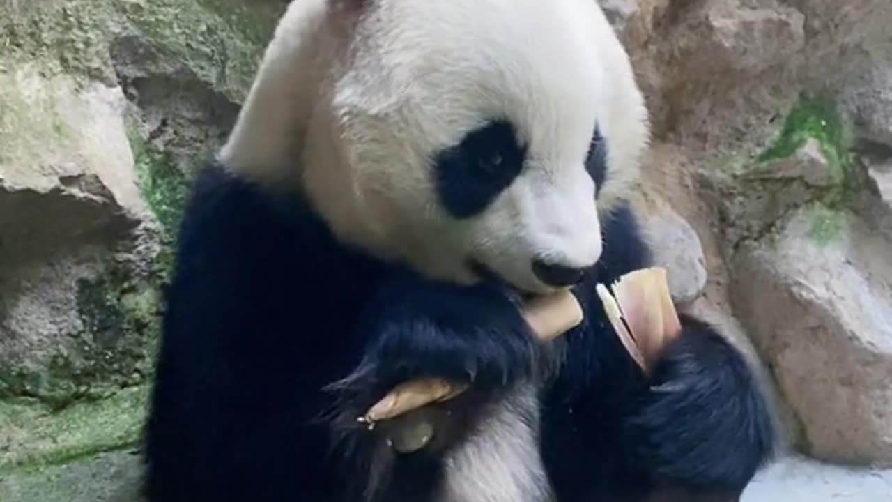 cute panda eating bamboo