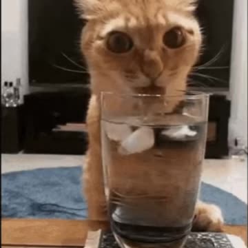 Cute Cat Gif