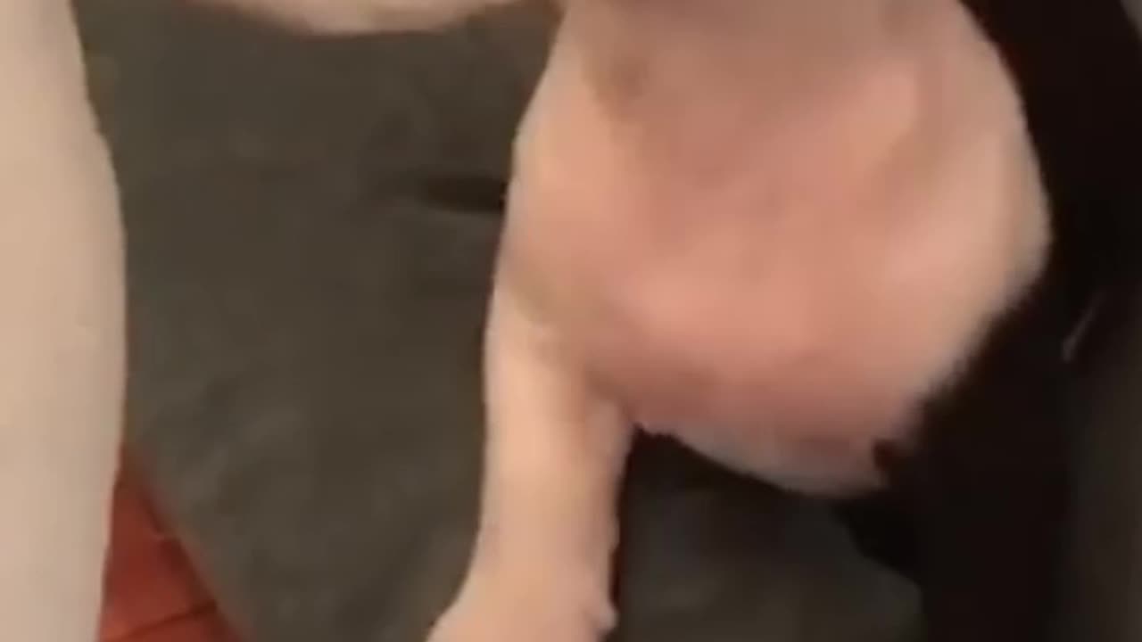 CUTE ANIMALS