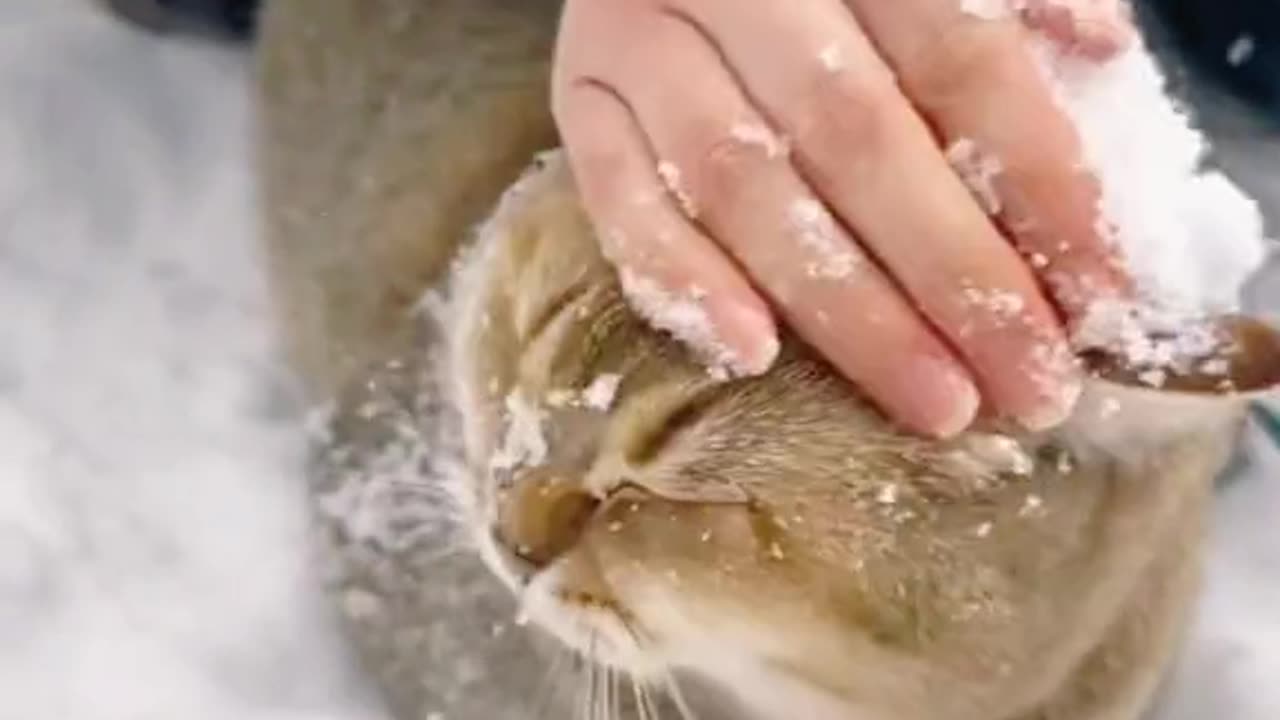 Funny Cat videos