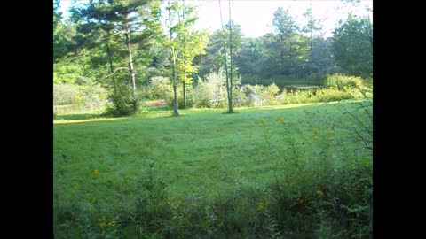 OFF THE GRID LIVING - SHELTER 101 - UNDER A TREE, LOOK UP