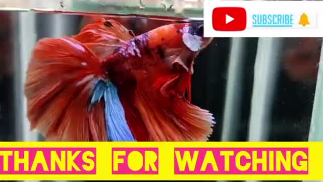 India's top 1 beautiful Nemo fitar fish 🔥👀👈 #shorts #fish #fishlover @nikhilpatle314