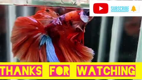 India's top 1 beautiful Nemo fitar fish 🔥👀👈 #shorts #fish #fishlover @nikhilpatle314