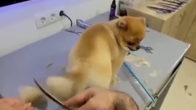 Dog Tail Hair Cutting New Style