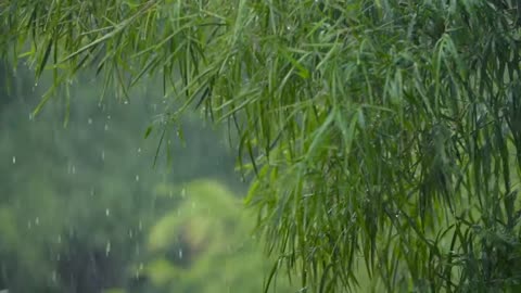 RAIN VIDEO FOR SLEEP, STUDY and RELAXATION
