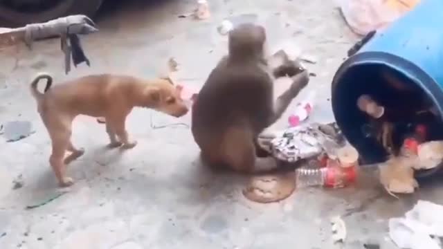 AMAZAING VEDIO:-:DOG 🐶 HITS MONKEY🙊😂😁😂😁