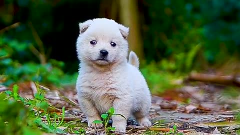 Cute little white dog, # of a pet