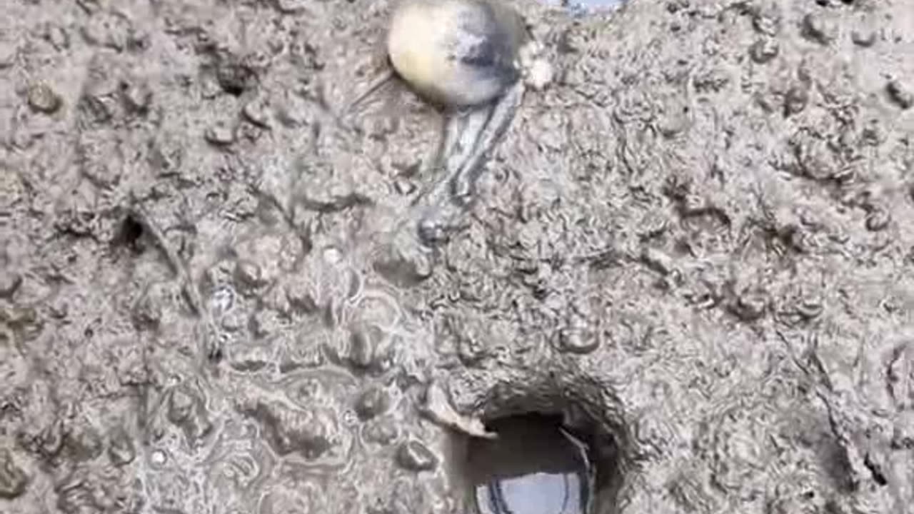 Fish Tales: Short, Sweet, and Totally Viral! (fishing shorts)