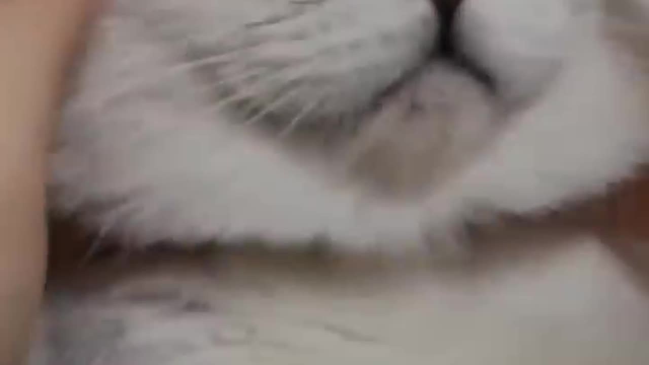 funny cat