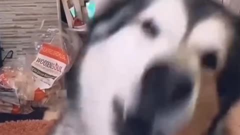 LAUGH at most CRAZY 🤪 & FUNNY ANIMAL MOMENTS 🤣😛🤪