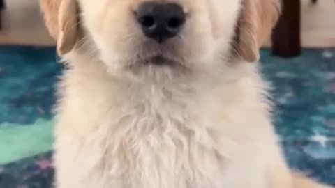With great Cuteness comes no Responsibility!