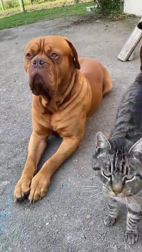 Chat 🐱 vs chien 🐕