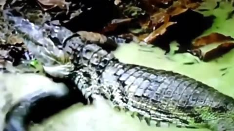 when electricity attacks the alligator