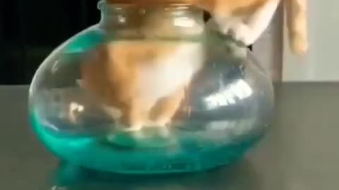 Cat Funny Video Cute Cat Cute Baby Viral Kids #Cat #viral video #funny #fun