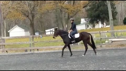 Factum’s Reward - ride 1 (12621)