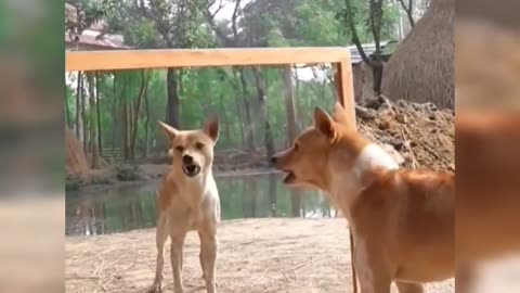 Funny Animal Videos 2024