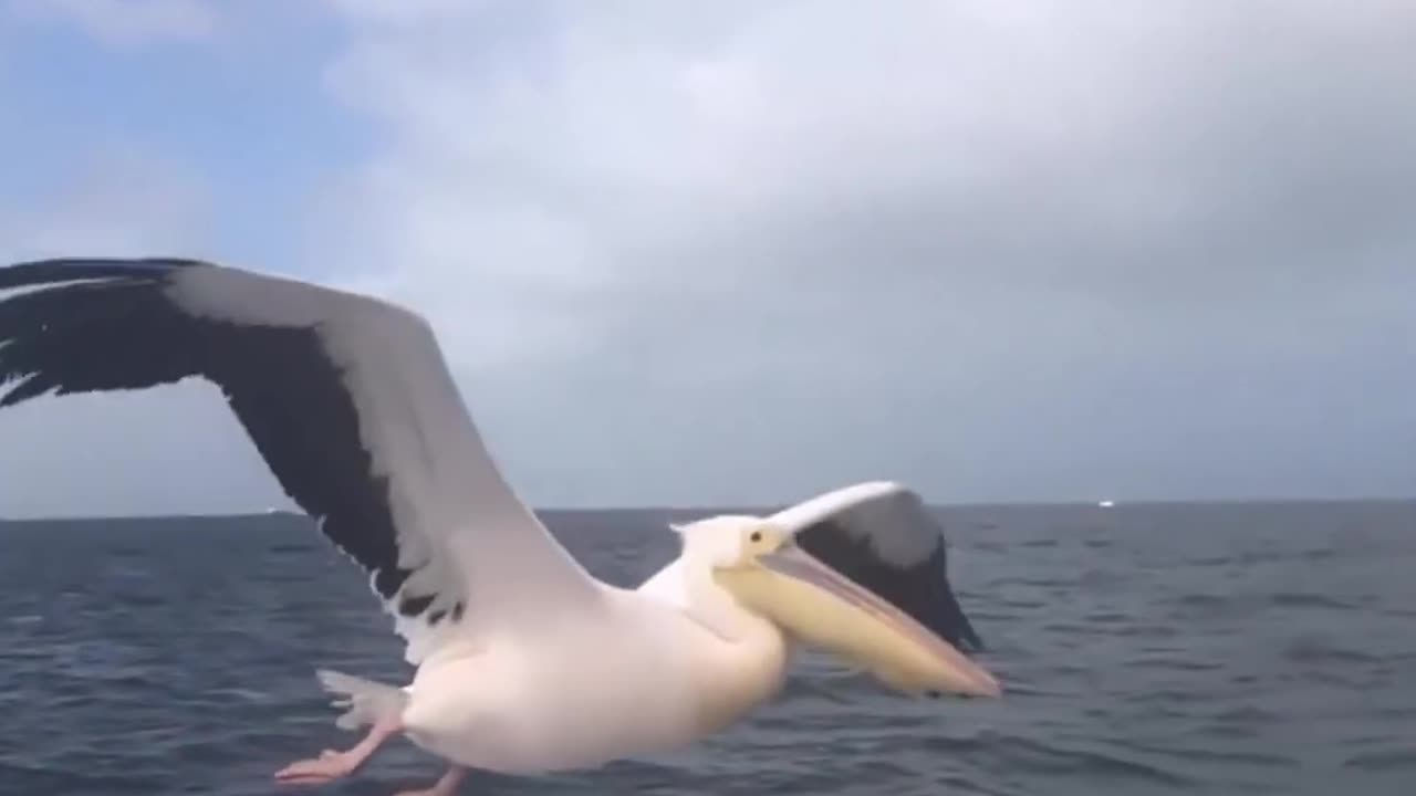 Pelican's Hunting Techniques