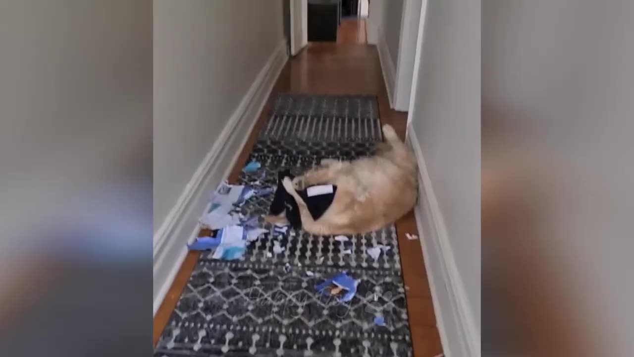 Funniest Cats and Dogs 🐱🐶