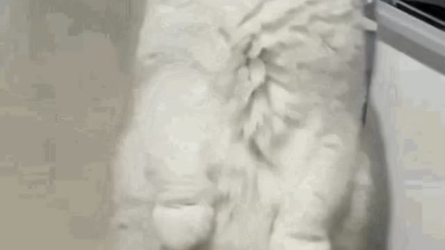 Cute Cat Gif