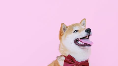 Cute Dog With a Bow Tie