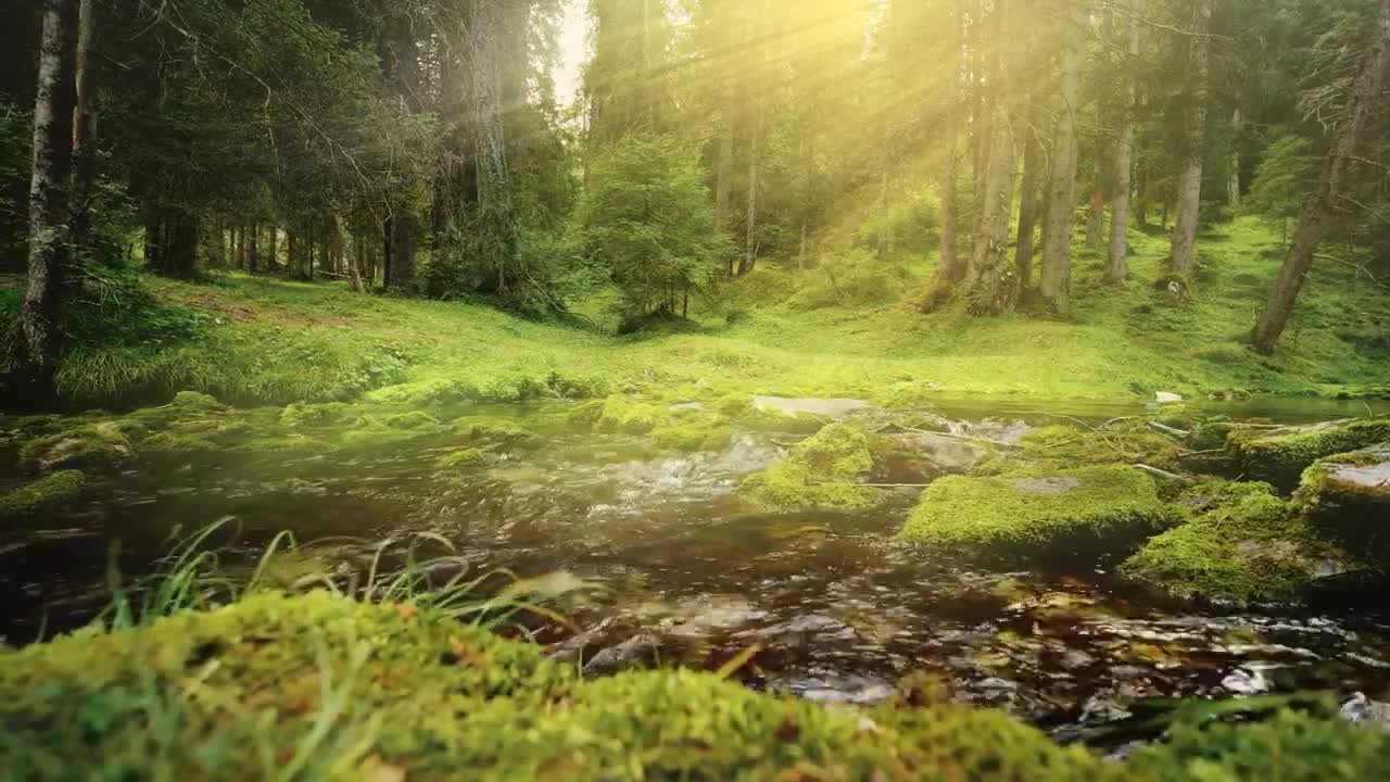 sunbeams on flowing river in mossy forest Forest Copyright Free Videos Royalty Free Stock Videos