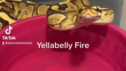 Yellabelly fire ball python