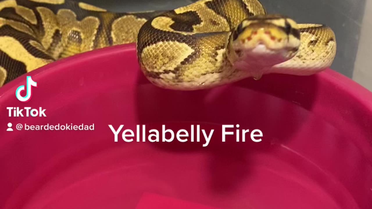 Yellabelly fire ball python