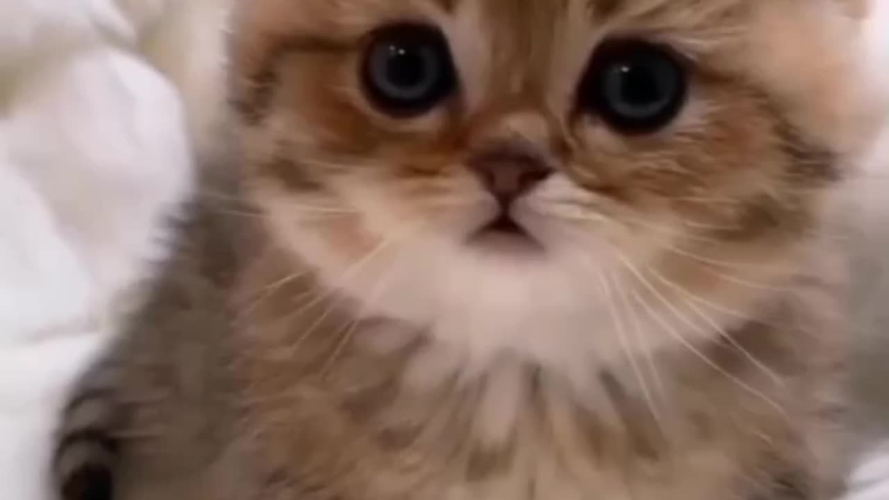 cute baby cat #cats #viralclip #babycats #beautiful #kittens