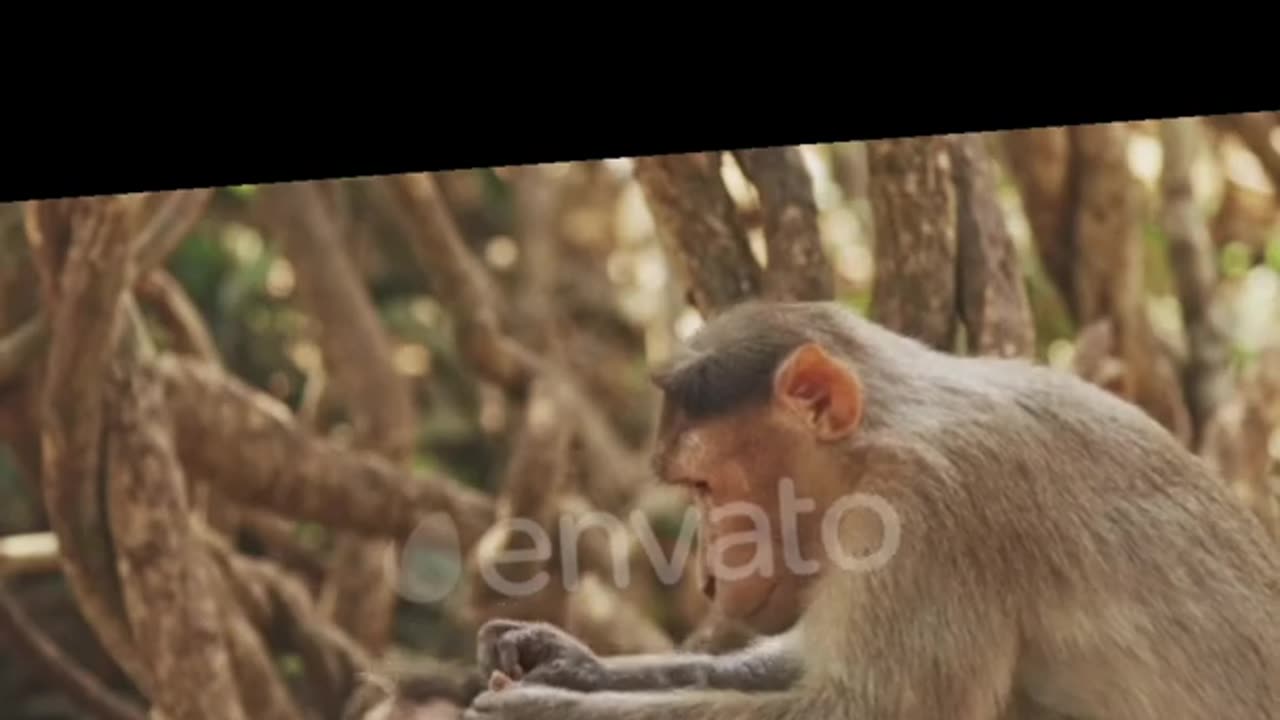 Bonnet MacaqueThis oldest monkey in the world is a diurnal animal