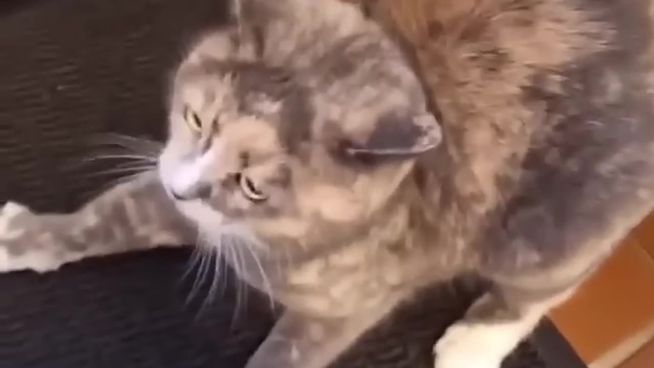 Funny cat